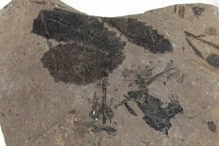 Fossil Leaf (Betula) Plate - McAbee, BC #226143